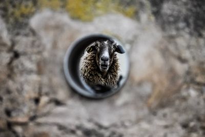 Close-up portrait of sheep seen through hole