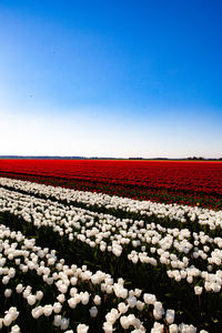 Scenic view of flowering field against clear blue sky