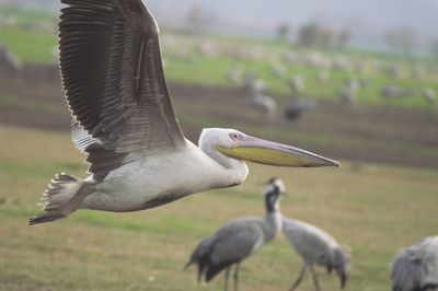 Close-up of a bird flying