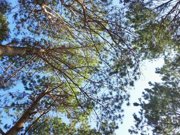 Low angle view of trees against sky