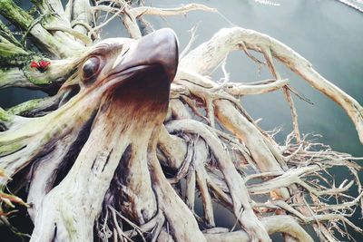 Close-up of dried plant