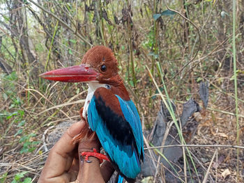 Close-up of hand holding bird