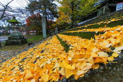 Yellow flowering plants in park during autumn