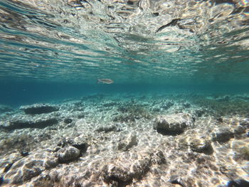 View of fish swimming in sea