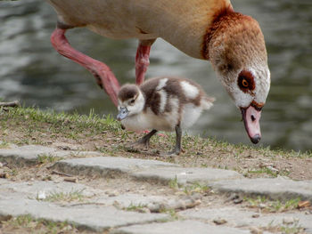 View of ducks on field