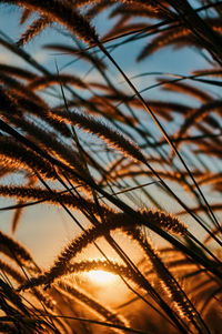 Close-up of silhouette palm tree against sky