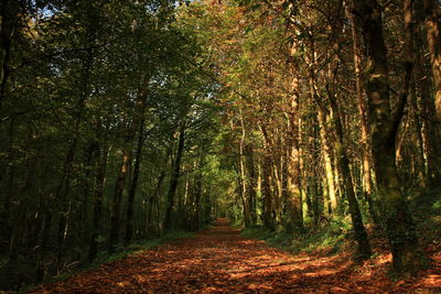 Trees in forest