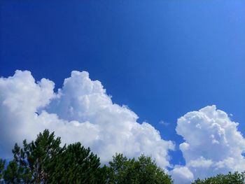 Low angle view of trees against blue sky