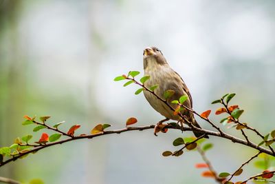 Close-up of sparrow perching on branch