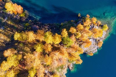 High angle view of trees by sea during autumn