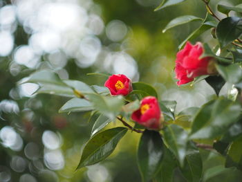 Close-up of red flowering plant