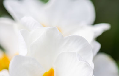 Close-up of white crocus flower