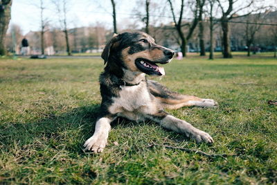 Dog standing on grassy field
