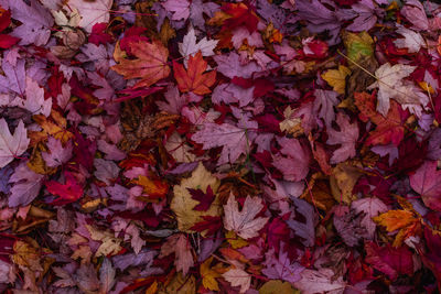 Full frame shot of autumn leaves