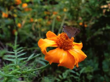 Close-up of butterfly pollinating on orange flower