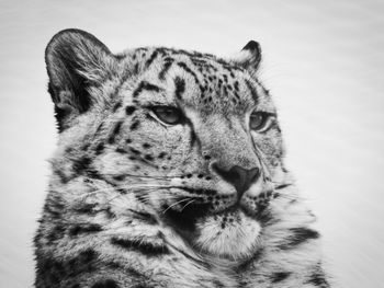 Close-up of a snow leopard 