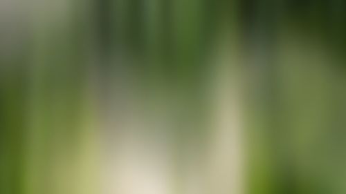 Defocused image of a forest