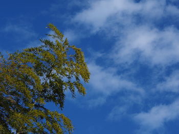 Low angle view of tree against blue sky