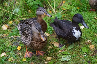 Mallard duck on field