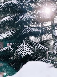 Snow covered plants and trees during winter