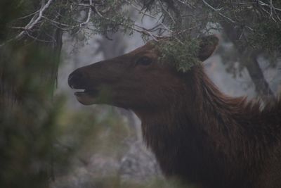 Close-up of horse in forest