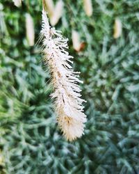 Close-up of dandelion on plant