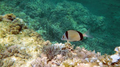 Fish swimming in sea