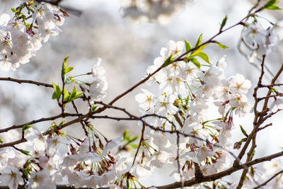 Low angle view of cherry blossoms in spring