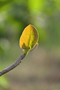 Close-up of yellow flower bud