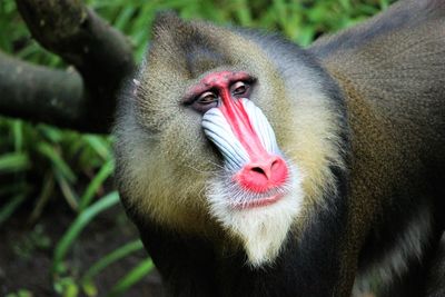 Close-up of mandrill