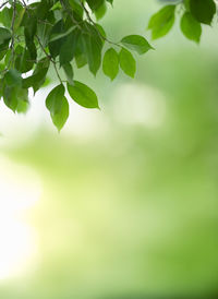 Close-up of leaves against blurred background