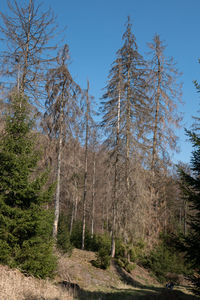 Low angle view of trees in forest against sky