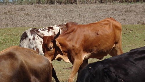 Cows on field