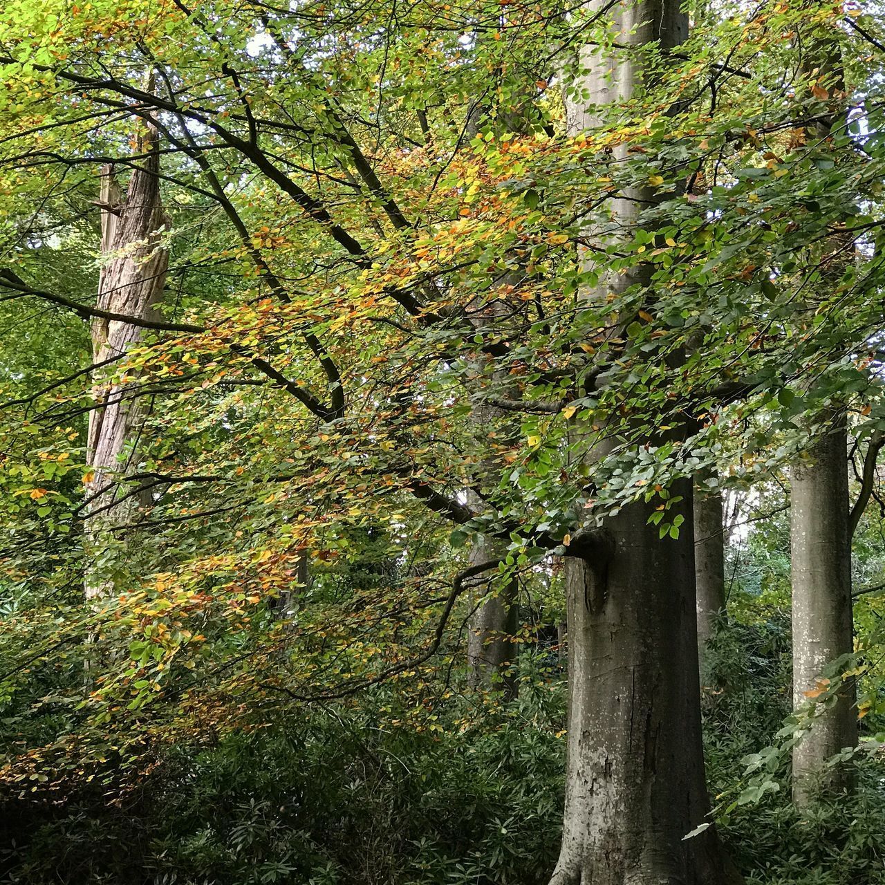 TREES GROWING IN FOREST