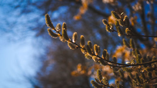 Close-up of frost on tree during winter