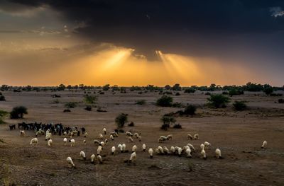 Flock of birds on field against sky during sunset