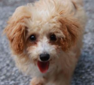 Close-up portrait of a dog