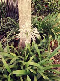 Close-up of plants