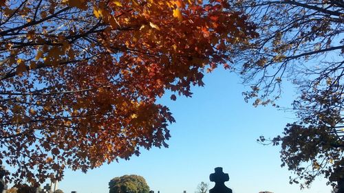 Low angle view of trees against sky