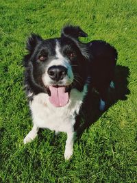 High angle view of dog on field