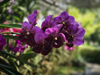 Close-up of purple flowering plant