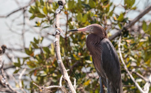 Bird perching on branch