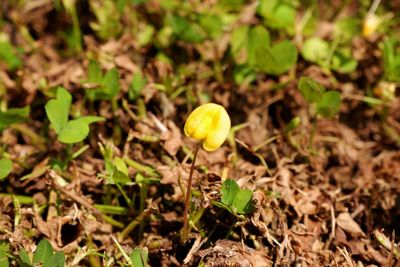 High angle view of yellow flowers on field