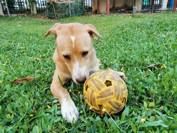 Dog lying down on field