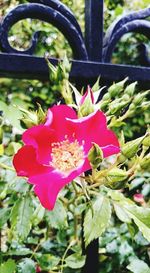 Close-up of pink flowers
