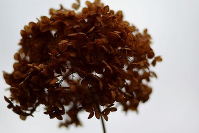 Close-up of food against white background