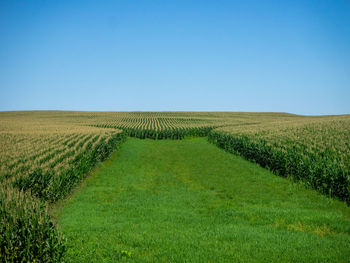 Scenic view of agricultural field against clear blue sky