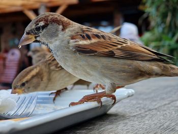 Close-up of sparrow bird perching on table