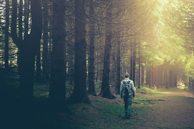 Rear view of man walking in forest