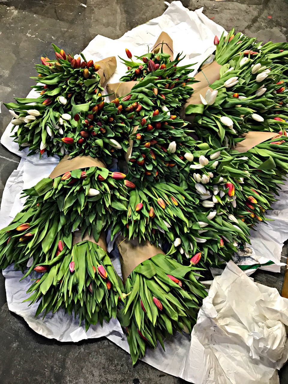 HIGH ANGLE VIEW OF CHRISTMAS TREE ON PLANT AT HOME